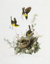 Yellow-breasted Chat 